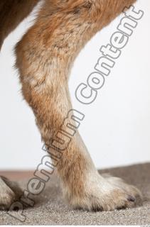 Wolf leg photo reference 0007